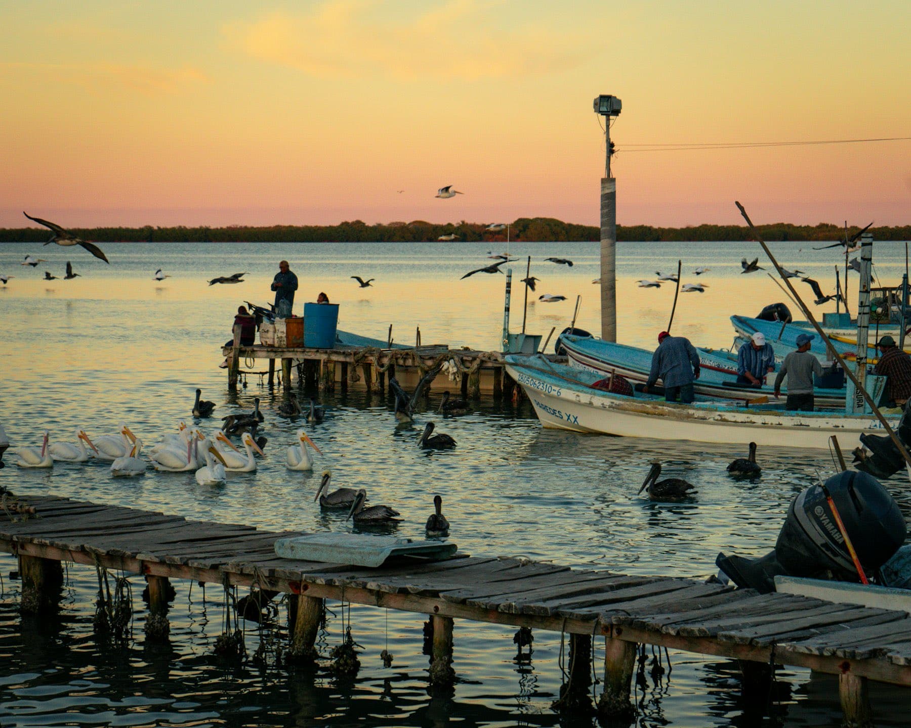 Muelle de pescadores al amanecer con pelícanos sobre los postes