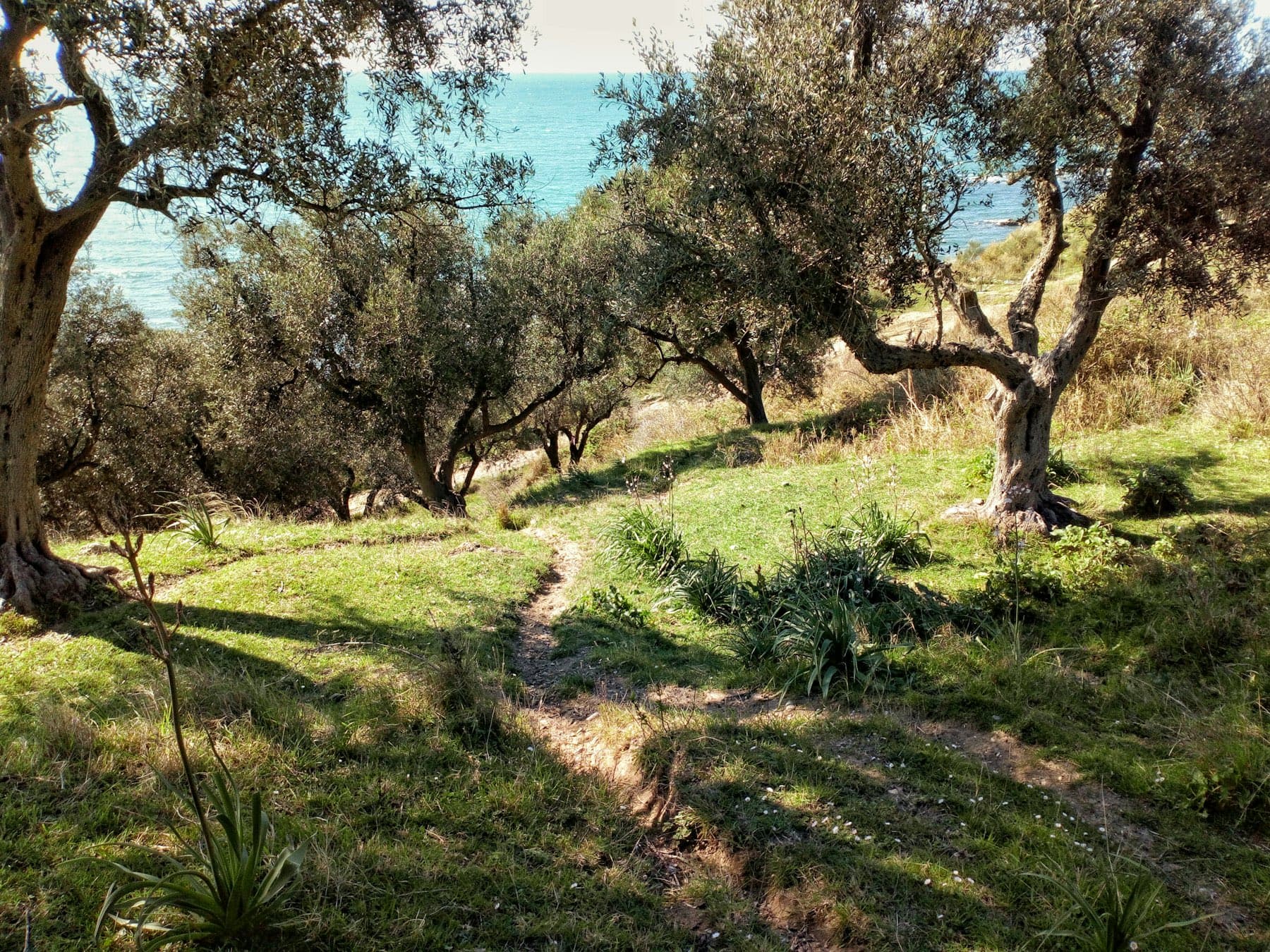 Camino entre olivos viejos con pasto alto a los lados
