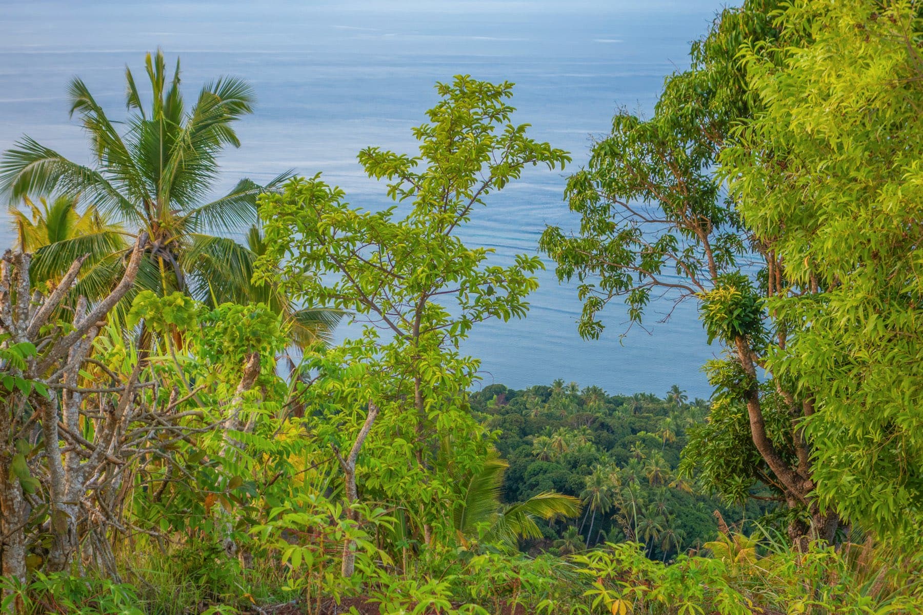Selva costera descendiendo hacia la playa de la bahía