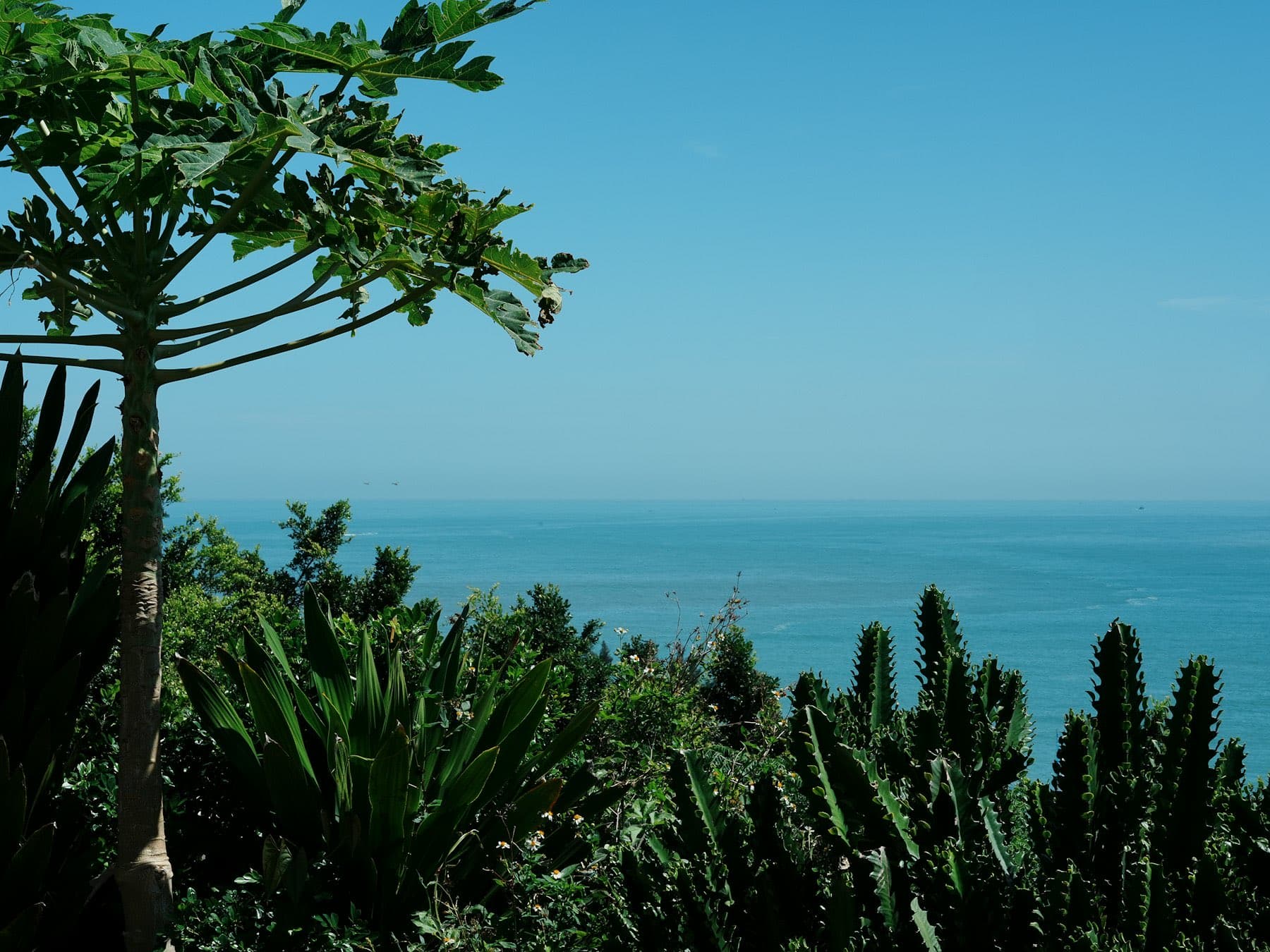 Jardín tropical con vista abierta al mar desde la terraza superior