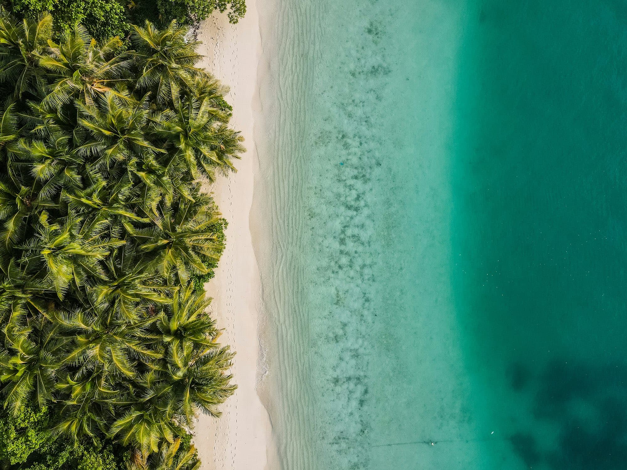Vista aérea de la costa con palmeras entre la selva y el agua turquesa